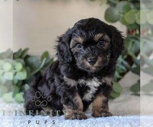 Cavachon Puppy for sale in GORDONVILLE, PA, USA