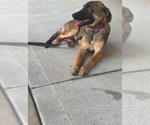 Small #2 Mutt