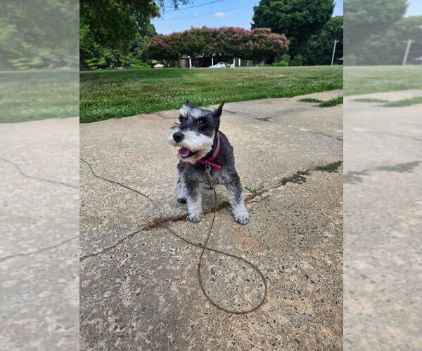 Medium Photo #3 Mutt Puppy For Sale in Mooresville, NC, USA