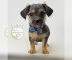 Small #2 Dachshund Mix