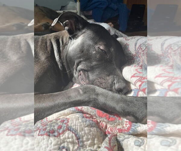 Medium Photo #10 American Pit Bull Terrier-Labrador Retriever Mix Puppy For Sale in Brewster, NY, USA