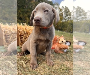 Labrador Retriever Puppy for sale in NEOLA, WV, USA