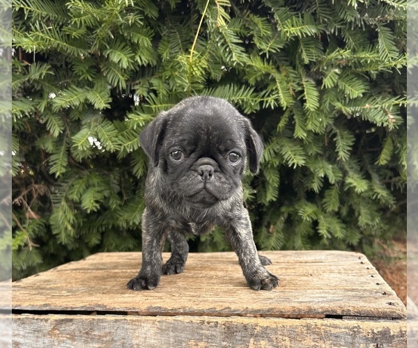 Medium Photo #5 Pug Puppy For Sale in MIDDLEBURY, IN, USA
