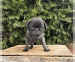 Small #4 Pug