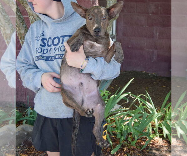 Medium Photo #4 Australian Kelpie-Rat Terrier Mix Puppy For Sale in Huntley, IL, USA