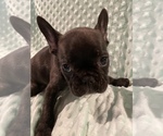 Small Photo #6 French Bulldog Puppy For Sale in HOPKINSVILLE, KY, USA