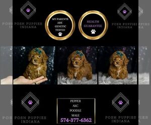 Medium Poodle (Toy)