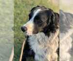 Small #2 Border Collie Mix