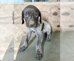 Small German Shorthaired Pointer