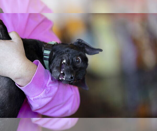 Medium Photo #7 Chihuahua-Unknown Mix Puppy For Sale in Garner, NC, USA