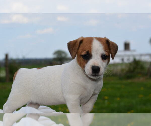 Medium Photo #2 Jack Russell Terrier Puppy For Sale in ORRVILLE, OH, USA