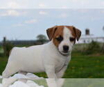 Small #1 Jack Russell Terrier