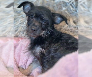 Jordash - Female Dachshund-Miniature Schnauzer Mix Dog for Adoption - Photo #6
