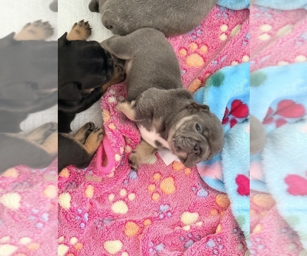 Medium Photo #5 French Bulldog Puppy For Sale in WESLEY CHAPEL, FL, USA