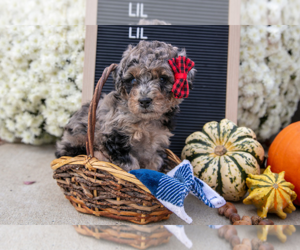 Medium Photo #2 Miniature Labradoodle Puppy For Sale in SHIPSHEWANA, IN, USA