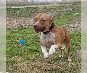 Bullboxer Pit Dogs for adoption in Denton, TX, USA