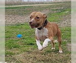 Small Bullboxer Pit