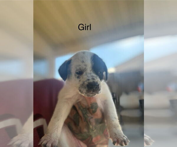 Medium Photo #2 American Staffordshire Terrier-Border Collie Mix Puppy For Sale in Lake Forest, CA, USA