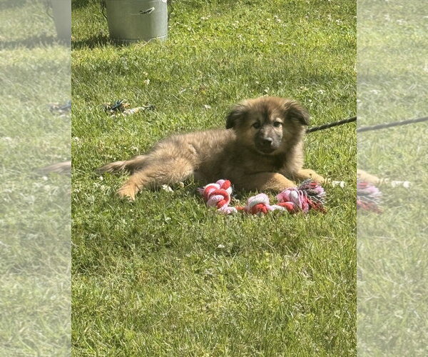 Medium Photo #4 German Shepherd Dog-Great Pyrenees Mix Puppy For Sale in Yardley, PA, USA
