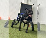 Small #3 Mutt