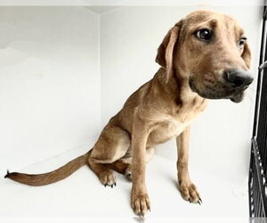 Redbone Coonhound Dogs for adoption in Houston, TX, USA