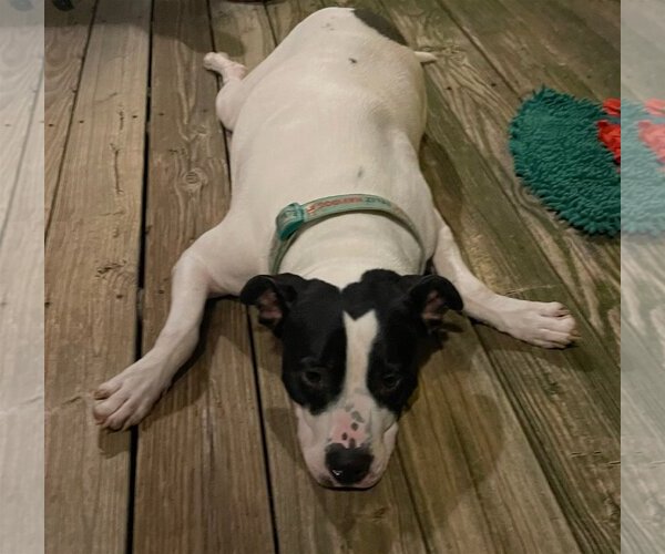 Medium Photo #5 Boxer Puppy For Sale in Parker Ford, PA, USA