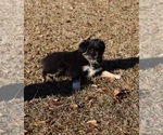Small Photo #15 Miniature American Shepherd Puppy For Sale in DAWSON, GA, USA