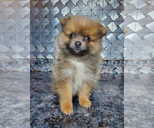 Pomeranian Puppy for sale in ELKHART, IN, USA