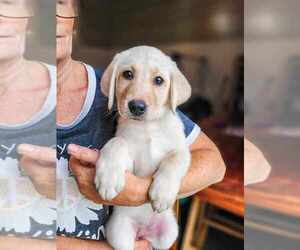 Labrador Retriever Puppy for sale in WAGENER, SC, USA