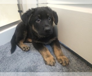 German Shepherd Dog Puppy for sale in ROCHESTER, WA, USA