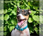 Small #1 Rat Terrier