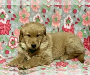 Golden Retriever Puppy for sale in LANCASTER, PA, USA