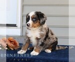 Small #1 Bernedoodle (Miniature)
