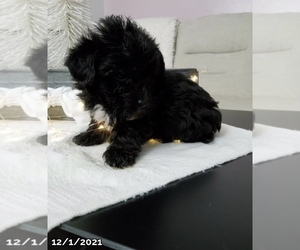 Yorkshire Terrier Puppy for sale in LOWELL, MA, USA