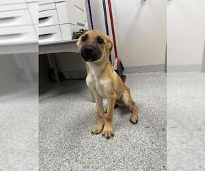 German Shepherd Dog-Unknown Mix Dogs for adoption in Pasadena, TX, USA