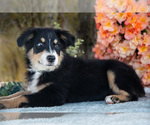 Puppy Petunia Miniature Australian Shepherd