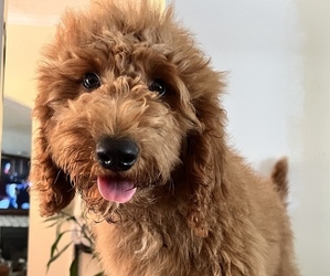 Goldendoodle Puppy for sale in FLAT ROCK, NC, USA