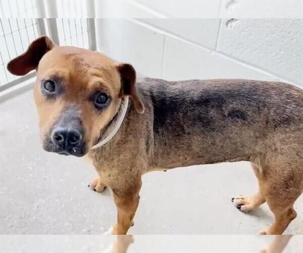 Medium Photo #2 Dachshund-Unknown Mix Puppy For Sale in Houston, TX, USA