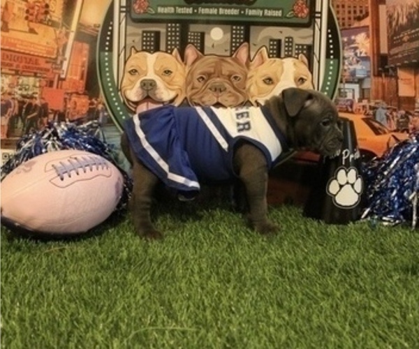 Medium Photo #3 American Bully Puppy For Sale in WOLCOTT, CT, USA