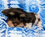 Small #5 Havanese