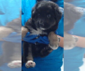 German Shepherd Dog-Unknown Mix Dogs for adoption in Fayetteville, NC, USA