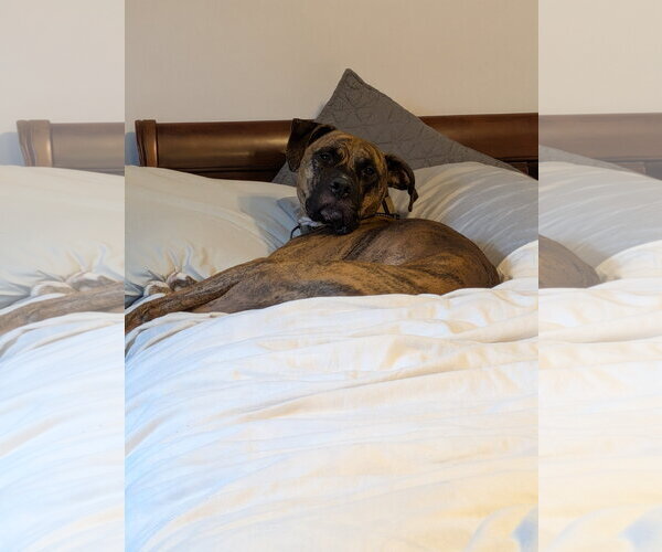 Medium Photo #5 Boxer-Unknown Mix Puppy For Sale in Doylestown, PA, USA