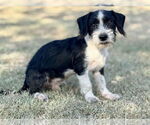 Small #1 Dachshund Mix