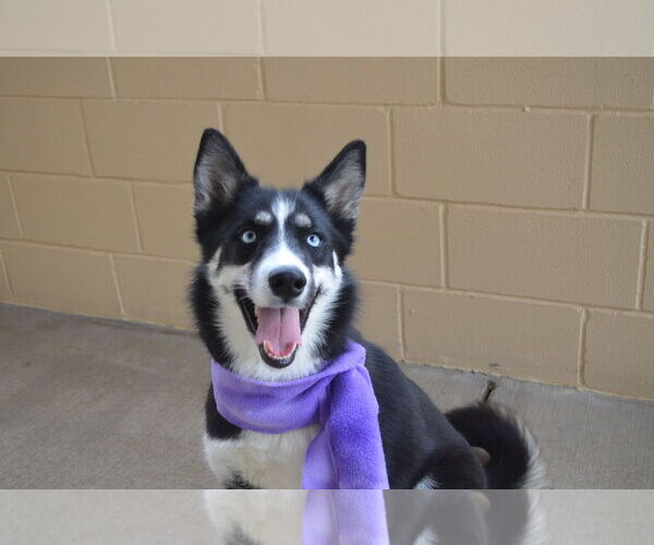 Medium Photo #2 Siberian Husky-Unknown Mix Puppy For Sale in McKinney, TX, USA