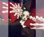 Small Photo #2 ShihPoo Puppy For Sale in SPRING VALLEY, CA, USA