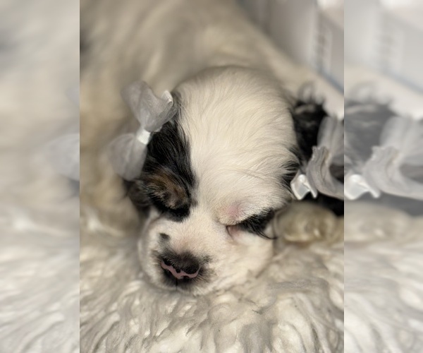 Medium Photo #6 Cocker Spaniel Puppy For Sale in HESPERIA, CA, USA