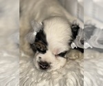 Small #5 Cocker Spaniel