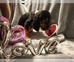 Small #3 Beagle-German Shepherd Dog Mix