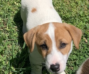 Jack Russell Terrier Puppy for sale in ORANGE, VA, USA