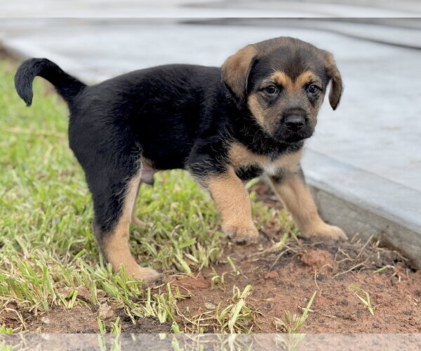 Medium Photo #3 Mutt Puppy For Sale in Rosenberg, TX, USA